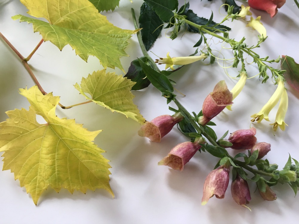 countrybouquetsfloral-blog-pear-003